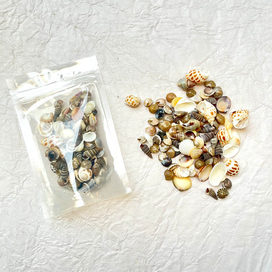 Small Sea Shells