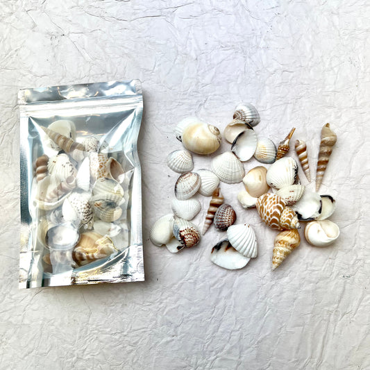 Medium Sea Shells