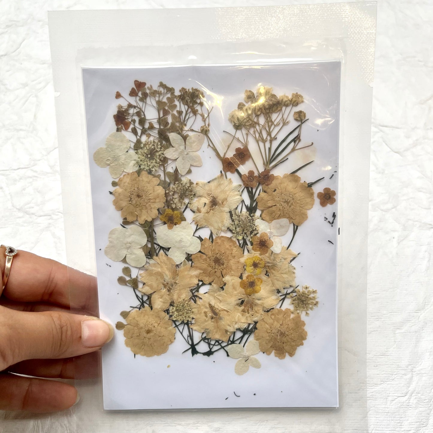 White Dry Pressed Flowers