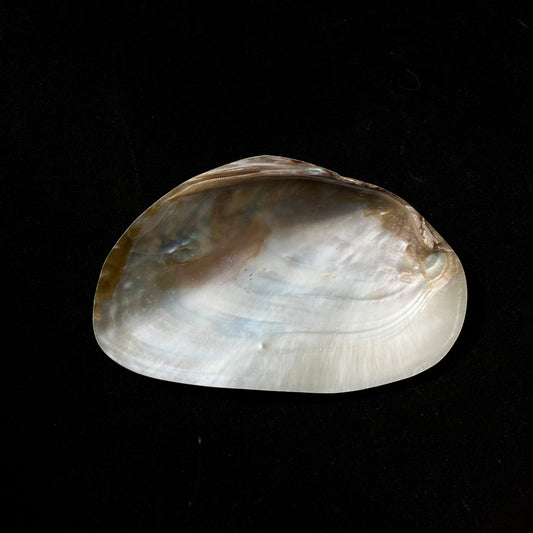 Natural Sea Shell (Seep)