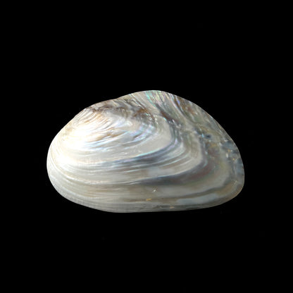 Natural Sea Shell (Seep)