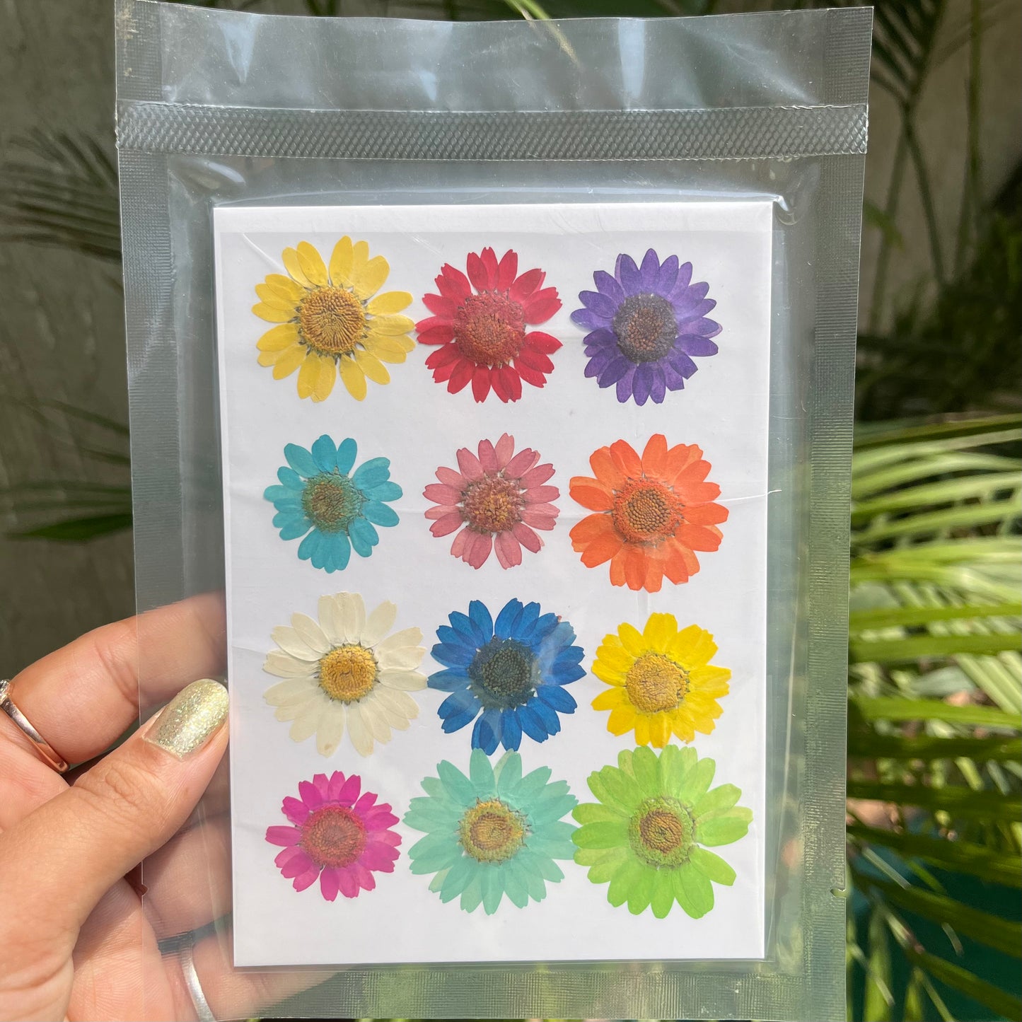 Daisy Dry Pressed Flowers